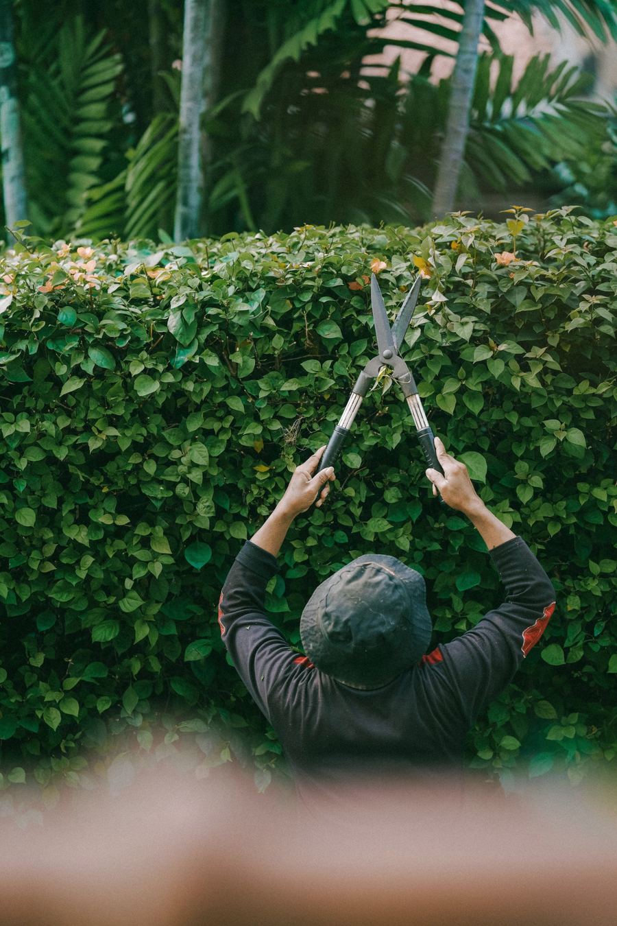 Crew member shaping a tall hedge with hand shears