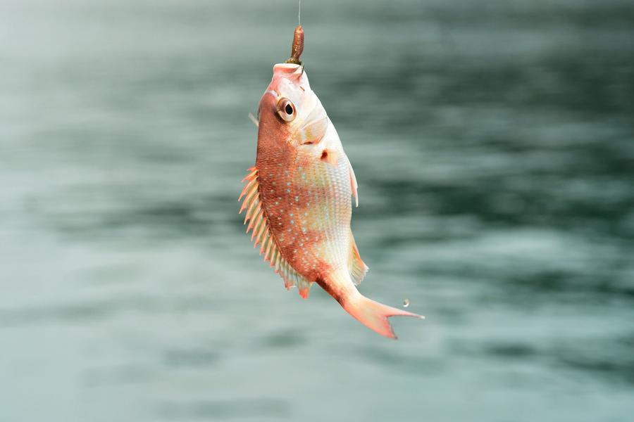 Fish lifted out of the water on the line