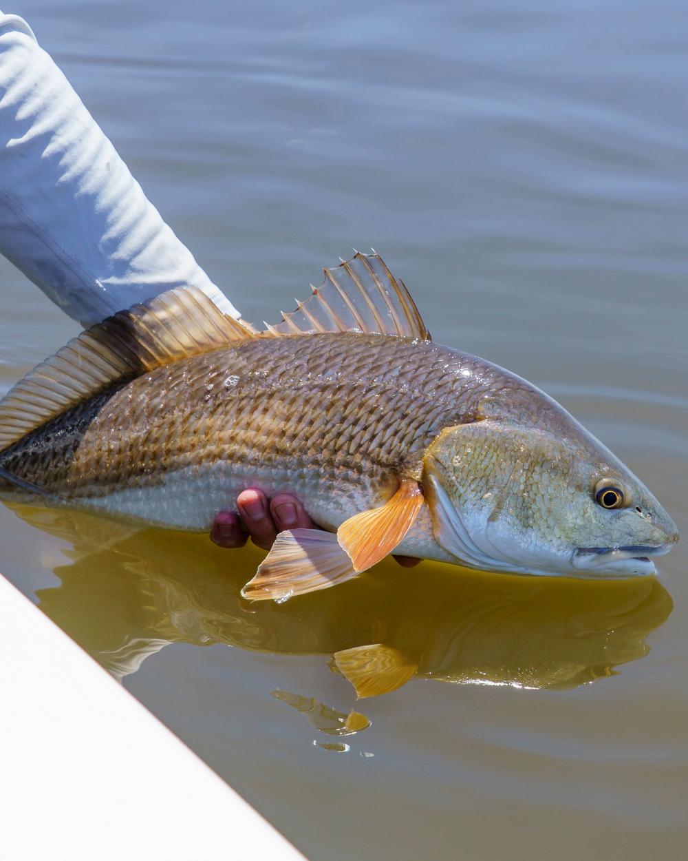 Redfish held at the surface beside the boat before release